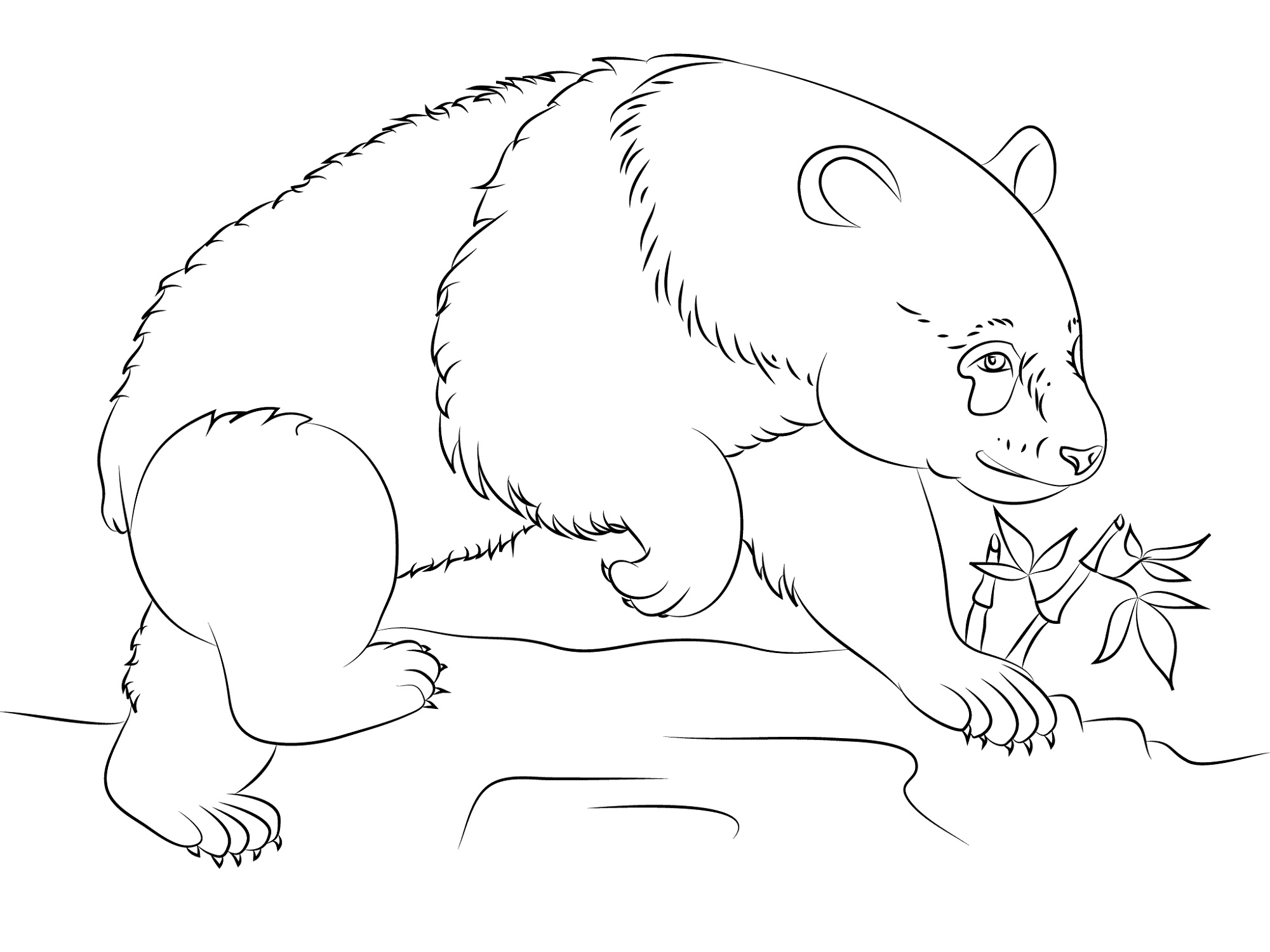 Giant Panda Bear Coloring Pages