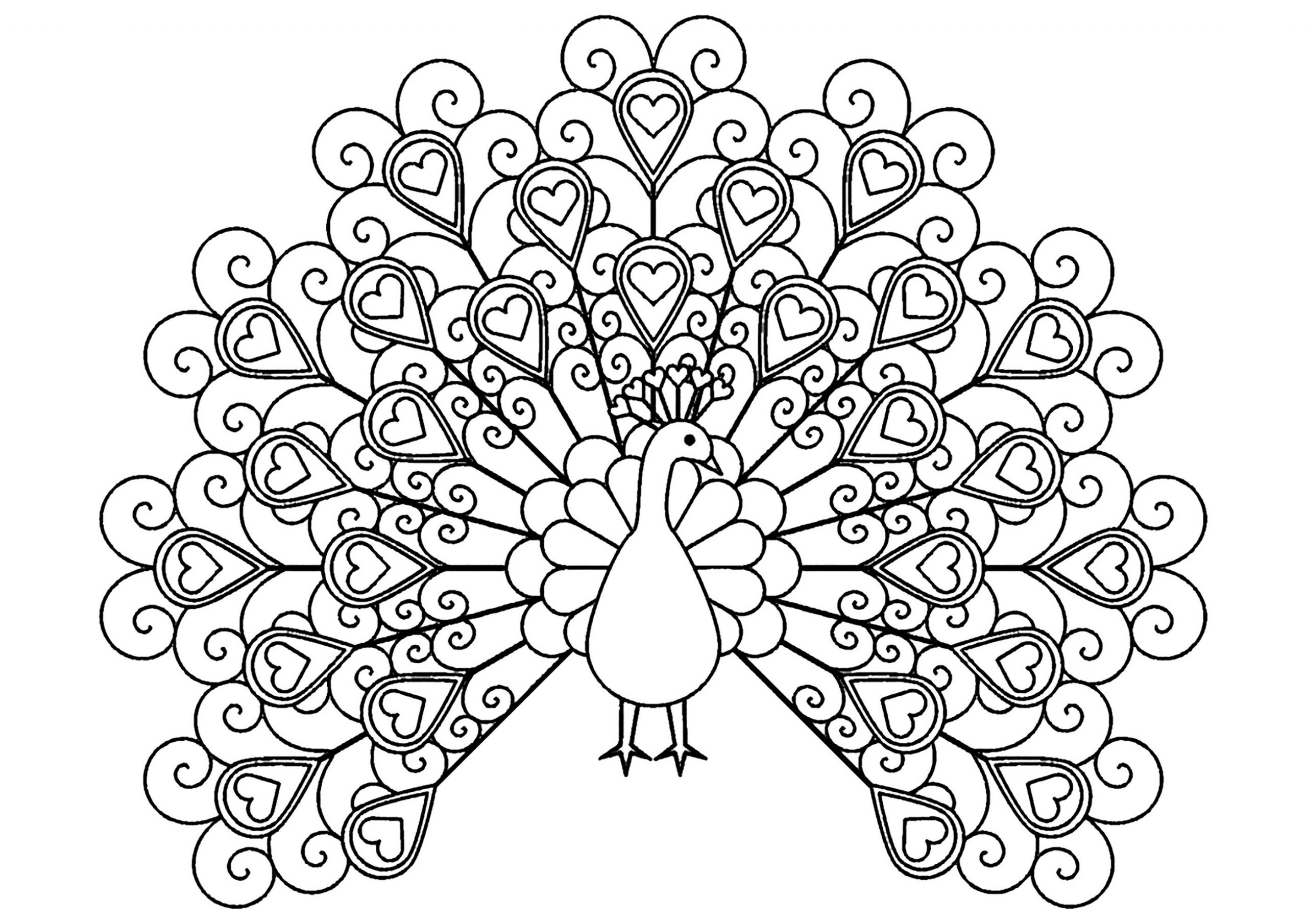 Peacocks Easy Coloring Pages For Seniors